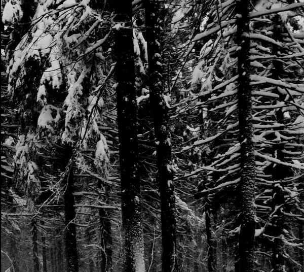 Cover Abstrakter Wald