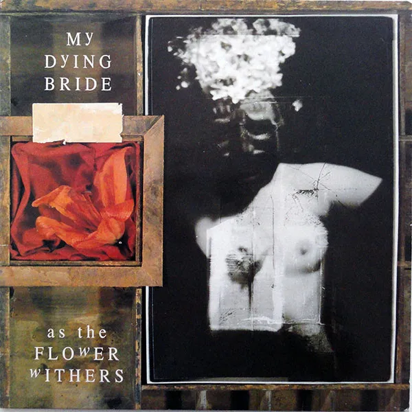 Cover As the Flower Withers