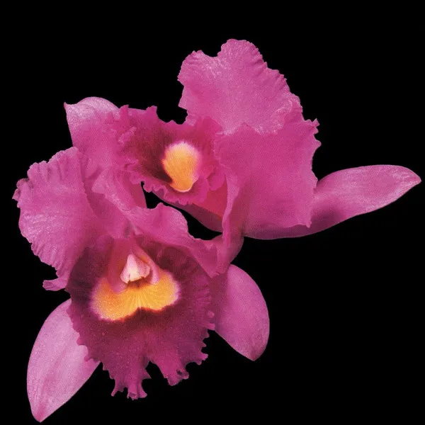 Cover Orchid